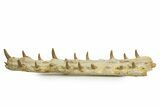 Impressive Fossil Crocodylomorph (Gavialoid?) Jaw - Morocco #345362-2